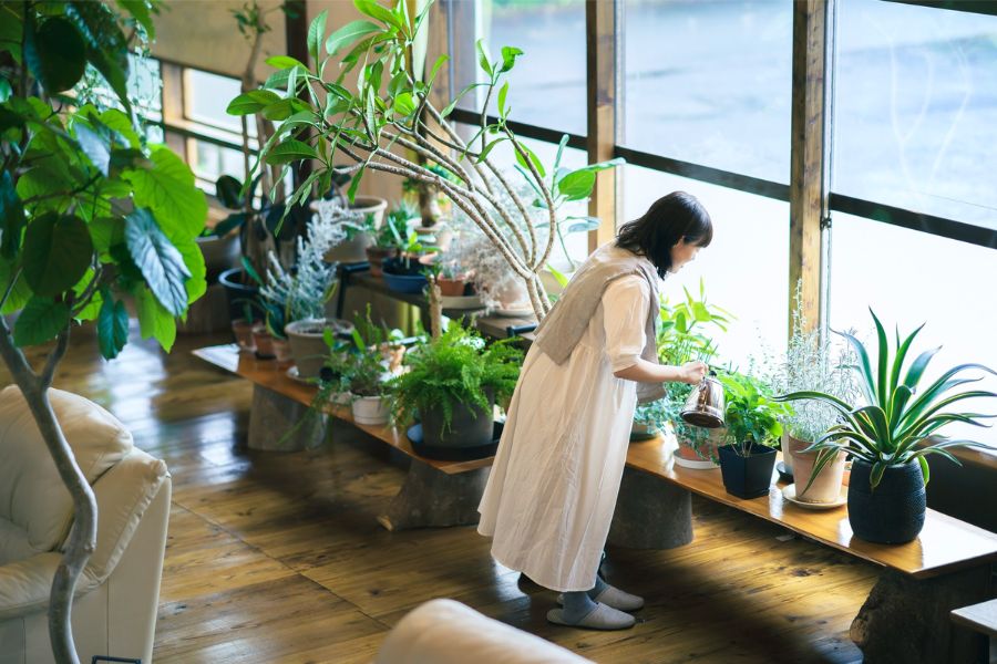 Creating indoor plantscapes for improved air quality